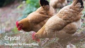  Presentation with poultry egg - Cool new PPT theme with poultry industry - egg hen play on ground backdrop and a  colored foreground