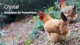  Presentation with poultry egg - Amazing theme having poultry industry - egg hen play on ground backdrop and a  colored foreground