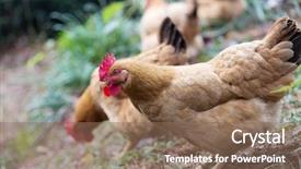  Presentation with poultry egg - PPT layouts consisting of poultry industry - egg hen play on ground background and a  colored foreground