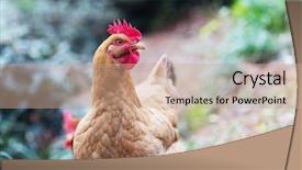  Presentation with hen - Beautiful slides featuring poultry industry - egg hen play on ground backdrop and a  colored foreground