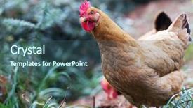 Presentation with poultry egg - Colorful PPT layouts enhanced with poultry industry - egg hen play on ground backdrop and a  colored foreground