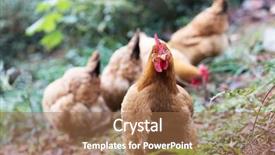  Presentation with poultry egg - Audience pleasing theme consisting of poultry industry - egg hen play on ground backdrop and a  colored foreground