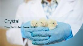  Presentation with chicks - Audience pleasing theme consisting of poultry industry - gloved hands of agroengineer holding backdrop and a light blue colored foreground