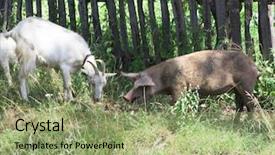  Presentation with pig - Colorful slide set enhanced with poultry industry - goat and pig backdrop and a mint green colored foreground
