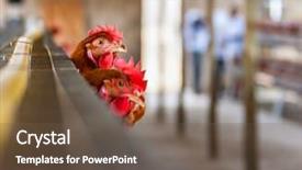  Presentation with farm - Slide deck consisting of poultry industry - industrial size chicken farm background and a tawny brown colored foreground