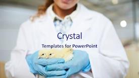  Presentation with chicks - PPT layouts featuring poultry industry - young female agroengineer in whitecoat background and a sky blue colored foreground