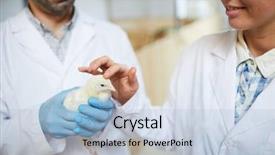  Presentation with new born chick - Slide deck consisting of poultry industry - young researcher touching cute chick background and a light blue colored foreground