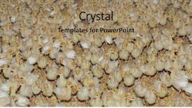  Presentation with chicks - Amazing presentation design having poultry manufacturing - joung turkey chicks farm background backdrop and a coral colored foreground