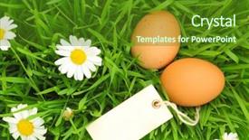  Presentation with free - Colorful presentation theme enhanced with poultry nutrition free - fresh eggs on grass backdrop and a tawny brown colored foreground