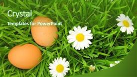  Presentation with abstract natural fresh green - Presentation design consisting of poultry nutrition free - two fresh eggs on green background and a forest green colored foreground