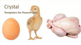  Presentation with meat processing - PPT layouts consisting of poultry processing - industry chicken first the egg background and a cream colored foreground