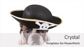  Presentation with pirate - Colorful presentation enhanced with pout - boston terrier dog dressed backdrop and a light gray colored foreground