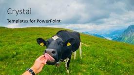  Presentation with pov - Theme consisting of pov-cow-licks-male-hand background and a light blue colored foreground