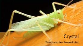  Presentation with cricket - Theme with power cricket - grasshopper on board background and a  colored foreground