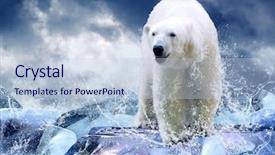  Presentation with polar bear - Colorful slides enhanced with power walking - white polar bear hunter backdrop and a lemonade colored foreground