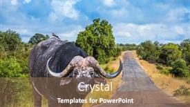  Presentation with africa tourism - Theme consisting of powerful-african-buffalo background and a coral colored foreground