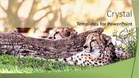  Presentation with cheetah - Slide deck enhanced with powerful-and-fast-cheetah-rests background and a lemonade colored foreground