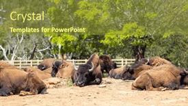  Presentation with bison - PPT theme enhanced with powerful-bison-grazing background and a gold colored foreground