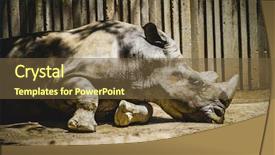  Presentation with powerful - Slide deck featuring powerful rhino resting background and a tawny brown colored foreground