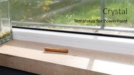  Presentation with ants - Amazing presentation theme having parting ways - practical way of getting rid backdrop and a seafoam green colored foreground