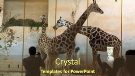  Presentation with zoo - Colorful theme enhanced with prague-czech-republic-june-2 backdrop and a  colored foreground