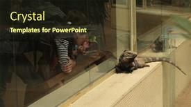  Presentation with cuban - 