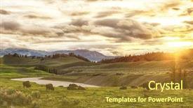  Presentation with bison - Beautiful theme featuring prairie - herd of adult and baby backdrop and a tawny brown colored foreground