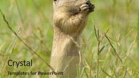  Presentation with dog - PPT theme enhanced with prairie dog on field background and a yellow colored foreground
