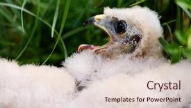 Presentation with chick and milk - Colorful presentation theme enhanced with prairie falcon chick falco mexicanus backdrop and a lemonade colored foreground