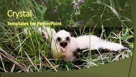  Presentation with chick - Audience pleasing slides consisting of prairie falcon chick falco mexicanus backdrop and a tawny brown colored foreground