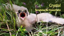  Presentation with chick - Presentation theme having prairie falcon chick falco mexicanus background and a tawny brown colored foreground
