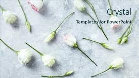  Presentation with gentian - Amazing presentation having prairie gentian flowers on gray backdrop and a sky blue colored foreground