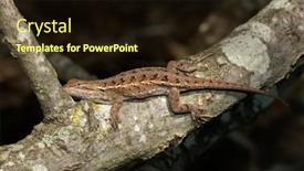  Presentation with woods - Presentation theme enhanced with prairie-lizard-resting background and a wine colored foreground