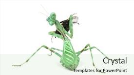  Presentation with female - Theme with praying mantis female african pinstripe background and a soft green colored foreground