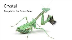  Presentation with fly - Colorful PPT layouts enhanced with praying mantis female african pinstripe backdrop and a white colored foreground