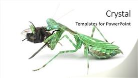  Presentation with fly - Presentation theme having praying mantis female african pinstripe background and a white colored foreground