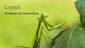  Presentation with amazon jungle - Audience pleasing PPT layouts consisting of praying-mantis-in-the-peruvian backdrop and a yellow colored foreground
