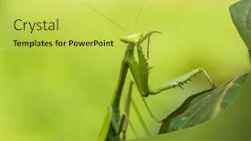  Presentation with amazon jungle - Amazing slides having praying-mantis-in-the-peruvian backdrop and a yellow colored foreground
