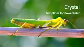  Presentation with insect - Cool new presentation with praying mantis insect closeup macro backdrop and a forest green colored foreground