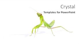  Presentation with octopus on isolated white - Amazing presentation theme having praying-mantis-isolated-on-white backdrop and a white colored foreground