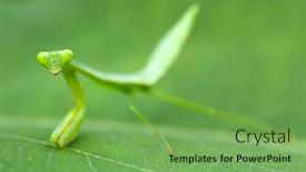  Presentation with larva - Amazing slide deck having praying-mantis-larva-on-leaf backdrop and a seafoam green colored foreground
