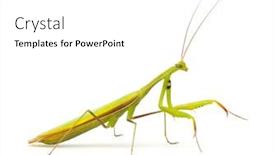  Presentation with kneel praying - Presentation theme enhanced with praying-mantis-mantis-religiosa-isolated background and a white colored foreground