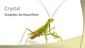  Presentation with black people praying - PPT theme having praying-mantis-mantis-religiosa-isolated background and a white colored foreground