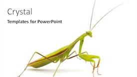  Presentation with kneel praying - Audience pleasing slide set consisting of praying-mantis-mantis-religiosa-isolated backdrop and a white colored foreground