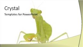  Presentation with kneel praying - Presentation with praying mantis - mantis religiosa in front of a white background background and a white colored foreground