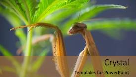  Presentation with china america asia - Audience pleasing slide deck consisting of praying mantis native to asia backdrop and a  colored foreground