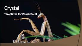  Presentation with chinese chinese - PPT theme featuring praying mantis native to asia background and a  colored foreground