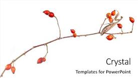  Presentation with white rose - Colorful PPT layouts enhanced with praying-mantis-on-eglantine-rose backdrop and a white colored foreground