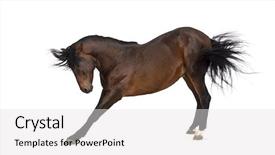  Presentation with horse - Audience pleasing theme consisting of pre spanish - andalusian horse bowing backdrop and a  colored foreground