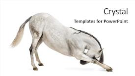  Presentation with horse sales - PPT theme with pre spanish - andalusian horse bowing background and a white colored foreground